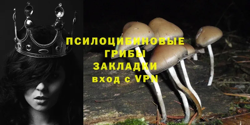 Галлюциногенные грибы Psilocybe  наркотики  Болотное 